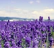 Успокаивающая маска с экстрактом лаванды LuLuLun Face Mask Hokkaido Lavender 7 шт х 5 уп (4582305065824) - изображение 5