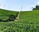 Тонизирующая маска с экстрактом зеленого чая LuLuLun Face Mask Kyoto Green Tea 7 шт (4582305065855) - изображение 4