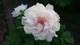 Омолаживающая маска с коиксом и пионом LuLuLun Face Mask Shimane Peony 7 шт (4582305069969) - изображение 4