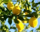 Осветляющая маска с экстрактом лимона LuLuLun Face Mask Setouchi Lemon 7 шт (4580794011704) - изображение 5