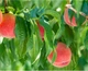 Восстанавливающая маска с персиком и жемчугом LuLuLun Face Mask Yamanashi Peach 7 шт (4582305065916) - изображение 4