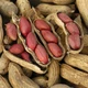Насіння арахісу Валенсія Українська GL Seeds 25 шт - зображення 5