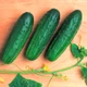 Семена огурцов Феникс 640 Gl Seeds 10 г - изображение 1