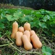 Насіння гарбуза Арахісове масло Seedera 20 г - зображення 3