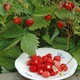 Насіння суниці садової Ренессанс GL Seeds 0,1 г - зображення 1