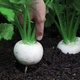 Семена репы Белая Ночь Gl Seeds 5 г - изображение 1