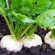 Семена репы Белая Ночь Gl Seeds 5 г - изображение 3