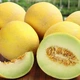 Семена дыни Дубовка Gl Seeds 10 г - изображение 1