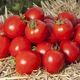 Семена томатов Асвон F1 Kitano Seeds 10 шт - изображение 3