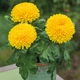 Семена хризантемы Желтый шар Legutko 0,05 г - изображение 1