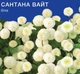 Насіння матрикарії Сантана Вайт Gl Seeds 0,15 г - зображення 1