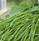 Насіння вігни китайської вігни Людмила Seedera 10 г - зображення 1