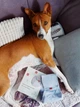 Пояс гігієнічний для кобелів WAUDOG Vet на липучці, сірий, M - зображення 12