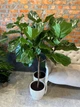 Фикус лирата штамбовый h 140 cm - изображение 4