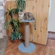 Кошачья когтеточка столбик с полочкой для кошки котят 64см серая - изображение 5