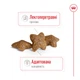 Корм для собак мелких пород Royal Canin Mini Adult 0,8 кг - изображение 3