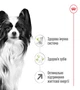 Корм для собак миниатюрных пород Royal Canin X-small Adult 8+, 3 кг - изображение 2