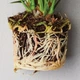 Cубстрат для Спатифілума (Spathiphyllum) 3л - зображення 3