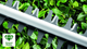 Nożyce akumulatorowe Bosch EasyHedgeCut 18-45 + 1 akumulator PBA 18 V 2 Ah + ładowarka AL 1810 CV (0600849H02) - obraz 9