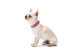 Ошейник для собак кожаный Collar WAUDOG Classic Ш 15 мм Дл 27-36 см Розовый - изображение 3