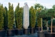 Чехол для укрытия растений Gardenlife РУКАВ 300×80 - изображение 8
