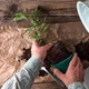 Субстрат крафтовий для фікуса 3л (Ficus) - зображення 4