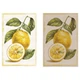 Набор кухонных полотенец Limaso Fresh Lemons Set Towels-9 45*65 см 2 шт - изображение 1
