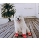 Обувь для собак "мешочки" Red Size 2 - изображение 11