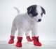 Обувь для собак "мешочки" Red Size 2 - изображение 6