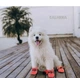 Обувь для собак "мешочки" Red Size 4 - изображение 11