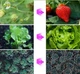 Светодиодная Фитолампа GrowLight для Выращивания Комнатных на 4 ветки Растение Full Spectrum (OJ146IU) - изображение 5