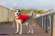 Kurtka dla psa Have a Pet Urban Czerwona 45 cm 260871 (5905546344111) - obraz 6