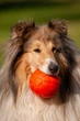 Игрушка для собак Liker Мячик 11 см для очень крупных пород (6299) - изображение 8