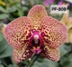Орхидея (нецветущий подросток) TopDreams фаленопсис Phal. 808 I-Hsin Yellow Leopard в размере 1.7 - изображение 6