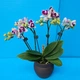 Орхидея (нецветущий подросток) TopDreams фаленопсис Phal. 5069 Little Gem Stripes (peloric - 3 lips) цветок 5 см в размере 1.7 - изображение 6