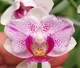 Орхидея (нецветущий подросток) TopDreams фаленопсис Phal. 5030 Pampered Sakura метелик, квіти 5,5 см, розмір 1.7 (мох) - изображение 2