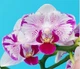 Орхидея (нецветущий подросток) TopDreams фаленопсис Phal. 5030 Pampered Sakura метелик, квіти 5,5 см, розмір 1.7 (мох) - изображение 3
