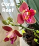Орхидея (нецветущий подросток) TopDreams фаленопсис Phal 5023 Spider Queen (Coral Reef) ароматні квіти 5 см 1.7 (мох) - изображение 6
