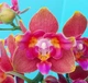 Орхидея (нецветущий подросток) TopDreams фаленопсис Phal 5023 Spider Queen (Coral Reef) ароматні квіти 5 см 1.7 (мох) - изображение 9