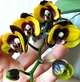 Орхідея (підліток зараз без квітів) TopDreams фаленопсис Phal 450 Panda (Bananarama) 1.7 (мох) - изображение 1