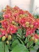 Орхідея (неквітучий підліток) TopDreams Phal 917, крупні квіти 9см, розмір 1.7 (мох) - зображення 4