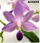 Орхидея (нецветущий подросток) TopDreams фаленопсис Phal. 6255 Purple Martin ароматный в размере 1.7 (мох) - изображение 4