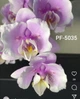 Орхидея (нецветущий подросток) TopDreams фаленопсис Phal. 5035 метелик, квіти 7,5 см, розмір 1.7 (мох) - изображение 8