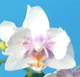 Орхідея (підліток зараз без квітів) TopDreams Phal 5317 Little Platinum метелик квіти 6 см 1.7 (мох) - изображение 2