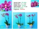 Орхідея (підліток зараз без квітів) TopDreams фаленопсис Phal 5064 Ruby Chips метелик з ароматними квітами 7 см 1.7 (мох) - изображение 3