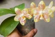 Орхідея (підліток зараз без квітів) TopDreams фаленопсис Phal 6176 Amber Jade (Chang Maw Jade x Gigantea) ароматний 1.7 (мох) - изображение 3