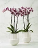 Орхідея (підліток зараз без квітів) TopDreams фаленопсис Phal Black magic квіти 10 см 1.7 (торфстакан) - изображение 8