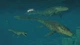 Ключ активации Jurassic World Evolution 3: Deluxe Edition для Xbox Series S/X - изображение 5