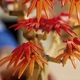 Конструктор LEGO Botanicals Бонсай из японского красного клена 474 детали (10348) - изображение 7