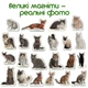 Набор магнитов Magdum "Породы кошек" ML4031-13 EN - изображение 2